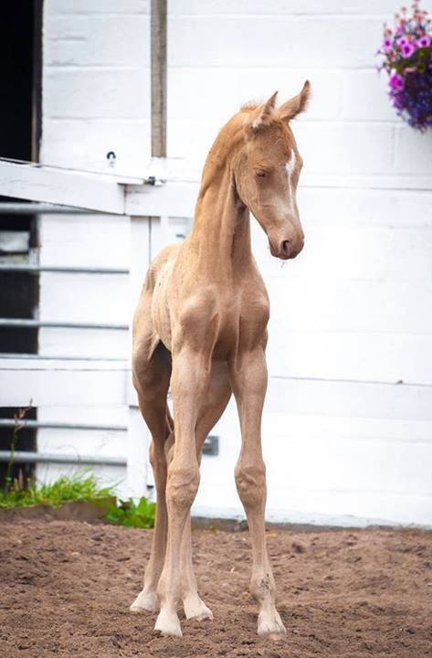 Akhal-Teke Horses